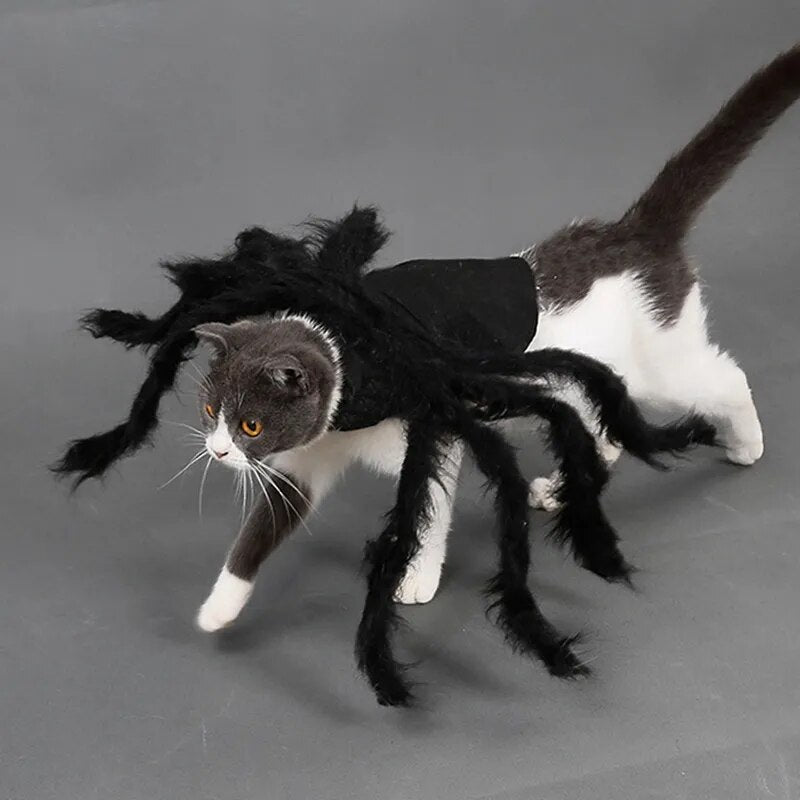 Halloween Spider Costumes For Pets!